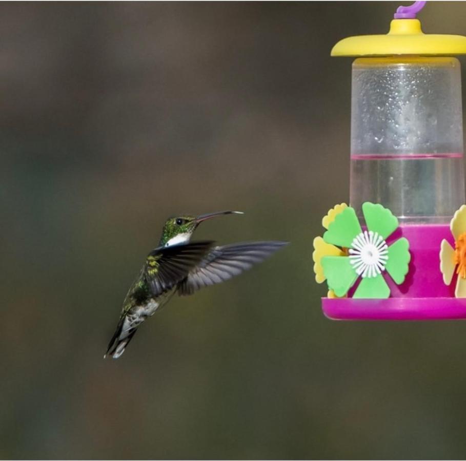 El Colibri Cabanas De La Naturaleza Trelew Ngoại thất bức ảnh