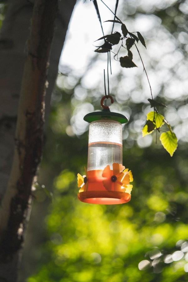 El Colibri Cabanas De La Naturaleza Trelew Ngoại thất bức ảnh